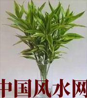 中山十二生肖养什么植物最旺财运？你知道吗！