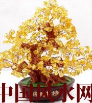 中山买了招财植物却不能发财，是方位摆错了！